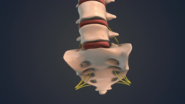 Coccyx and sacrum of the human spine with nerve