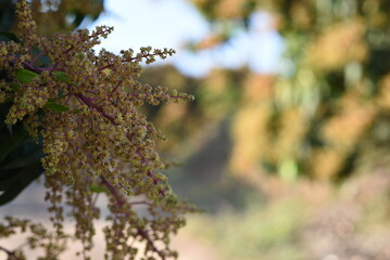 The mango flowers is blooming in a farm