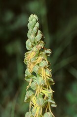 close up of the whole pedicil with flowers of the Aceras anthrophorum, Man Orchid plant