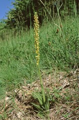 close up of the whole Aceras anthrophorum, Man Orchid plant with flower stems