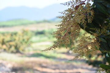 The mango flowers is blooming in a farm