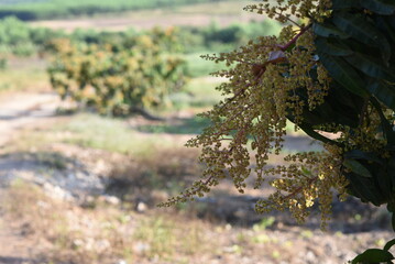 The mango flowers is blooming in a farm