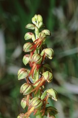 Obraz premium close up of the whole pedicil with flowers of the Aceras anthrophorum, Man Orchid plant