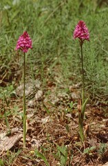 Anacamptis pyramidalis or  pyramidal orchid whole plant in field - obrazy, fototapety, plakaty