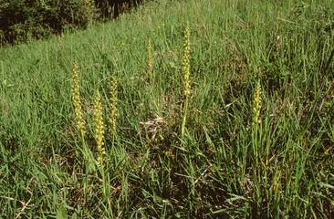 Aceras anthrophorum, Man Orchid whole plants with flowers in grass field.