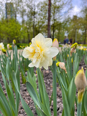 Blooming daffodils in a flowerbed in the park