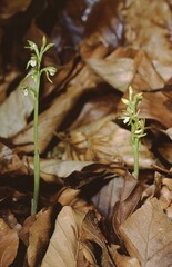 Corallorhiza trifida, coralroot orchid pedicel with flowers  peeking throught the leaves on forest ground