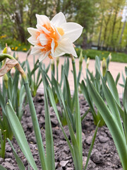 Blooming daffodil in a flowerbed in the park