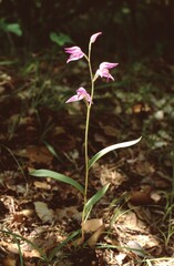 rare wild orchid Cephalanthera rubra or red helleborine on forest ground