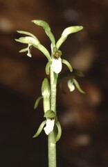 cloe up macro of the pdicel with delicate flowers of the Corallorhiza trifida, coralroot orchid