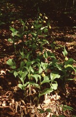 group of Cypripedium calceolus,  lady's-slipper orchid on forest floor