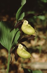 closeup of the flower of the Cypripedium calceolus,  lady's-slipper orchid