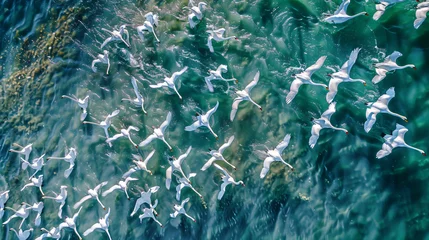 Fototapete Rund Aerial view of flock of swans © Ashley