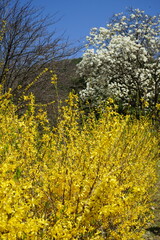 flowers in the spring