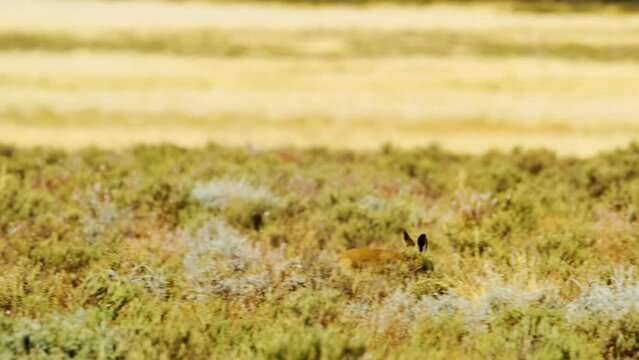 Bat eared foxes in dry Kalahari grass landscape hunting Botswana