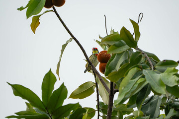 a Coppersmith Barbet producing a sound like on a coppersmith on top of the tree 