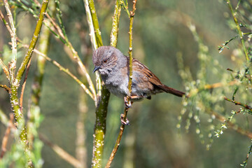 Dunnock, prunella modularis perched on a branch.