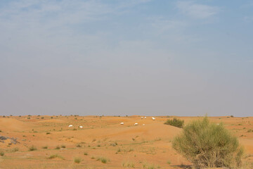 a family of oryx in the wilderness of Safari Desert