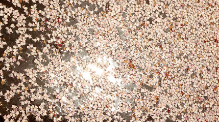水面に散った桜の花びらと太陽の光芒2