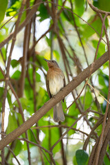 a Philippine red-eyed bulbul on a tree branch 