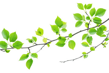 Branches with bright green leaves, depicting a healthy, thriving plant. isolated on white background