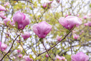 Pink magnolia flowers. Flower bud on a tree branch in the garden. Spring blooming nature flora