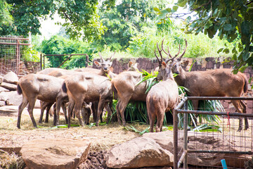 Herd of sambar deer eating grass in the zoo