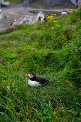 Puffings in the Iceland