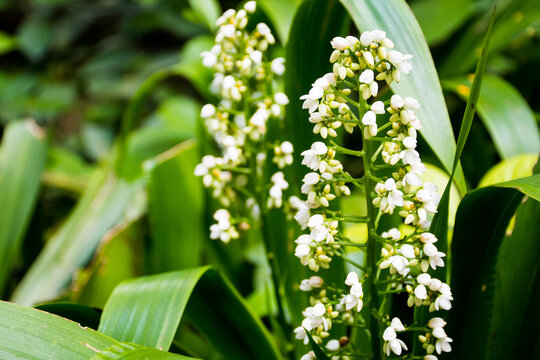 Lilly of the valley (Xiphidium) flowers on their plants