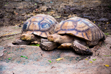 Sulcata Tortoises in Korat Zoo, Thailand