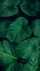 closeup tropical green leaves texture and dark tone process, abstract nature pattern background. - obrazy, fototapety, plakaty