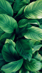 Obraz premium closeup tropical green leaves texture and dark tone process, abstract nature pattern background.