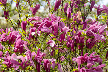 Pink magnolia flowers. Flower bud on a tree branch in the garden. Spring blooming nature