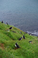Puffings in the Iceland