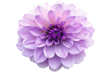 Big purple flower
.isolated on white background