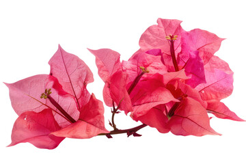 Bougainvillea flower
.isolated on white background