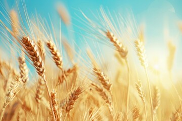 close up of wheat crop in field over blue sky, sky blue bokeh background