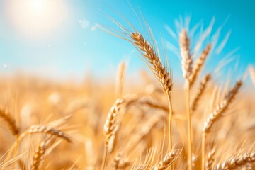 Fototapeta premium close up of wheat crop in field over blue sky, sky blue bokeh background