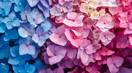 Foto auf Acrylglas Beautiful colorful hydrangea flowers as background top © Ashley