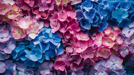 Schilderijen op glas Beautiful colorful hydrangea flowers as background top © Ashley