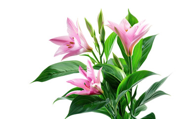 Fototapeta premium flower plant .isolated on white background