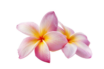 Fototapeta na wymiar frangipani flower purple .isolated on white background