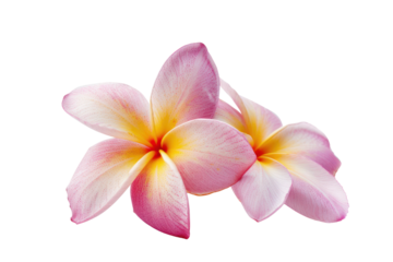frangipani flower purple
.isolated on white background