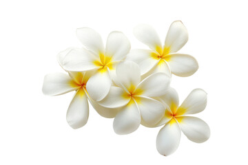 Fototapeta na wymiar frangipani flower .isolated on white background
