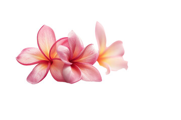 Naklejka premium frangipani flower purple .isolated on white background