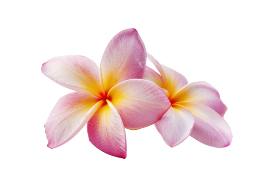 frangipani flower purple
.isolated on white background