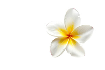 frangipani flower
.isolated on white background