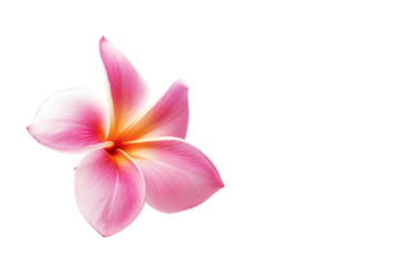 frangipani flower purple
.isolated on white background