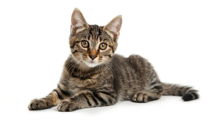tabby cat on white background
