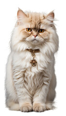 persian cat isolated on transparent background